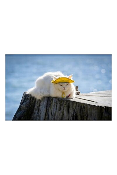 OEM Tablou Canvas, Pisica somnoroasa pe malul marii, 150 x 100cm