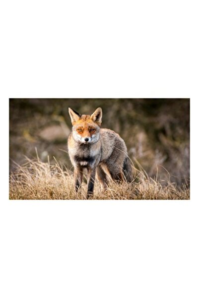 OEM Tablou Canvas, Vulpea in lumina diminetii de toamna