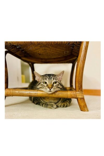 OEM Tablou Canvas, "Pisica relaxata sub scaunul de rachita"