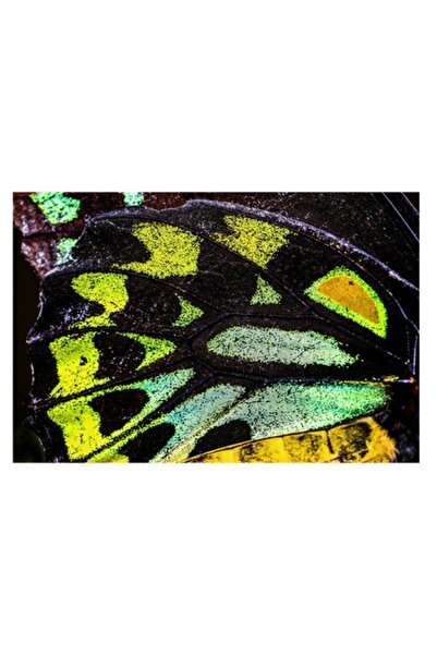 OEM Pictură pe pânză, „Splendoarea aripilor de fluture exotice”, Culori, Text...