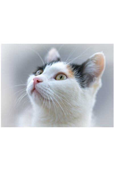OEM Tablou Canvas, "Vigilenta privire de pisica curioasa", Pisica, Alb, Ochii...