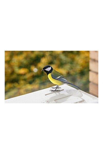 OEM Pictură pe pânză, „Piticul de aur al pădurii de toamnă”