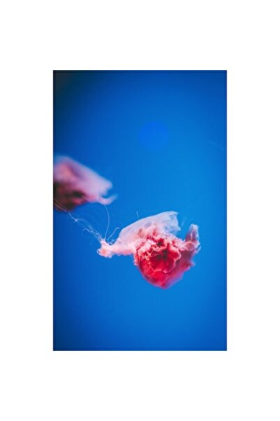 OEM Pictură pe pânză „Meduze înotând în adâncuri albastre”, Roșu, Meduză, Alb...