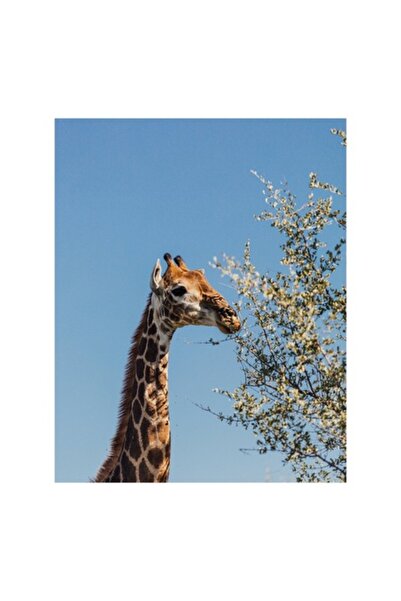 OEM Pictură pe pânză, „Girafă veselă sub cer albastru”, 70 x 100cm