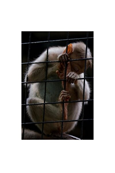 OEM Pictură pe pânză, „Frumusețea libertății pierdute într-o cușcă”, 100 x 100cm