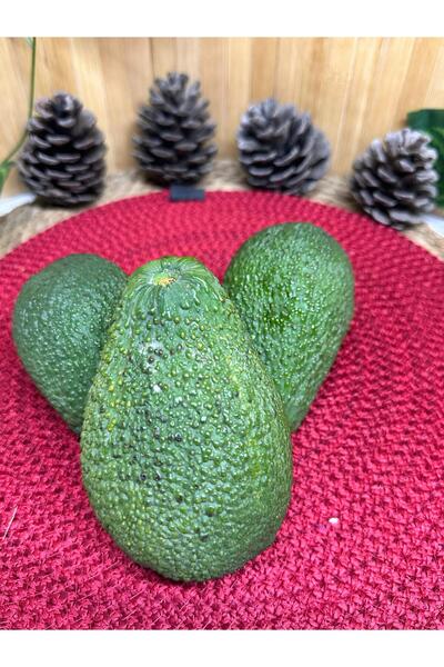 miralanya meyvecim Has cinsi Avokado 1 Kg