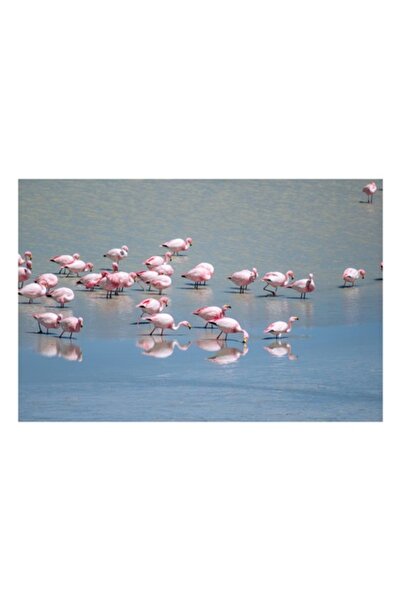 OEM Pictură pe pânză, Flamingo dansând pe oglinda apei, 50 x 50 cm