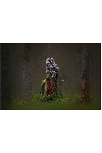 OEM Pictură pe pânză, „Bufniță solitară în pădurea sumbră”, 39 x 26cm