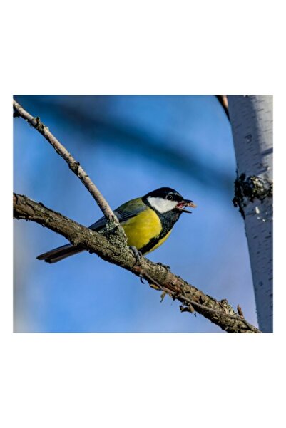 OEM Pictură pe pânză, „Mierlă în lumina albastră a dimineții”, Pasăre, Creangă, Ofrandă, Cer, Pene, Obiectiv