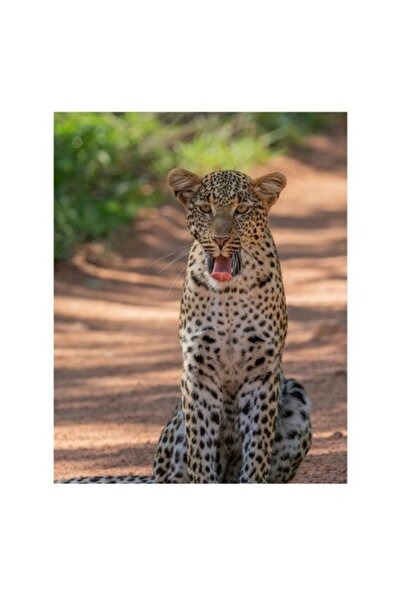 OEM Pictură pe pânză, „Leopard odihnindu-se pe o cale însorită”, Leopard, Pis...