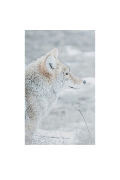 OEM Tablou Canvas, 'Lupul in amurgul rece al iernii'