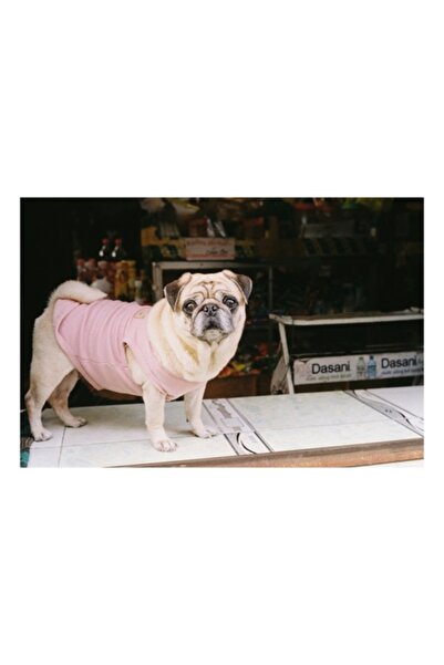 OEM Pictură pe pânză, „Mops în hanorac roz pe masă”, 70 x 50 cm