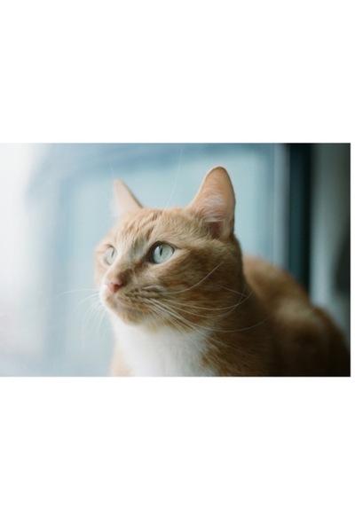 OEM Pictură pe pânză, „Visul unei pisici portocalii”, calitate premium