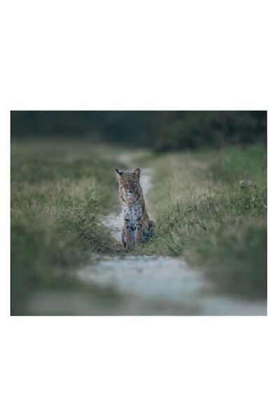 OEM Pictură pe pânză, „Râs solitar pe drum de pământ”, 150 x 100 cm