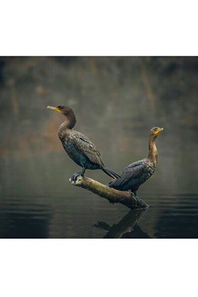 OEM Tablou Canvas, 'Cormorani admirand peisajul acvatic', Cormorani, Reflecti...