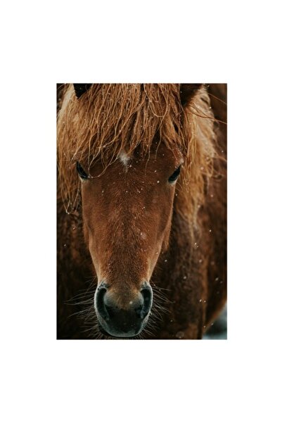 OEM Tablou Canvas, 'Cal in viscol de zapada'