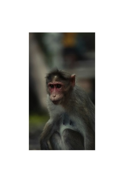 OEM Pictură pe pânză, „Maimuță contemplativă în pădurea tropicală”, 100 x 100cm