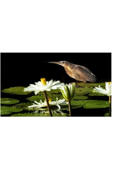 OEM Tablou pe pânză, „Pasăre contemplând tăcerea lacului”, Pasăre, Nufăr, Ape, Verde, Lumină,