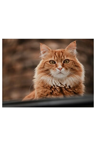 OEM Tablou Canvas, Premium cu Pisica Ginger