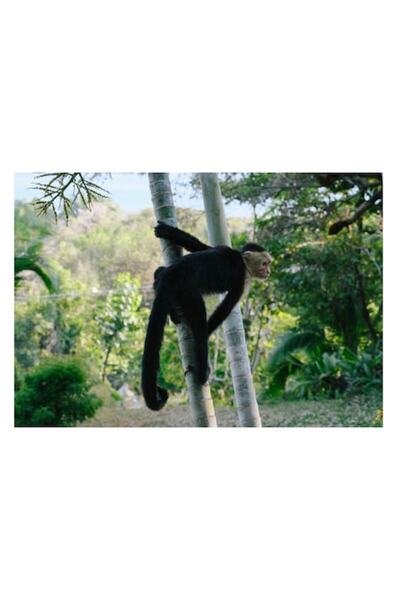 OEM Pictură pe pânză, „Maimuță curioasă printre copaci verzi”, 150 x 100 cm