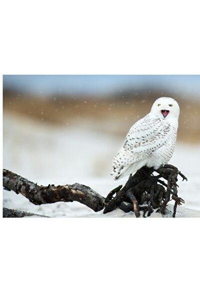 OEM Tablou Canvas, 'Bufnita alba in peisaj de iarna'