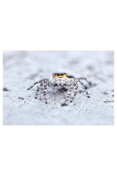 OEM Tablou Canvas, "Paianjenul cu privirea iscoditoare", Mic, Paros, Vibrant,...