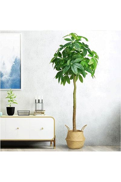 ElastiX Plantă artificială Arbore al bogăției, brad decorativ 160 cm