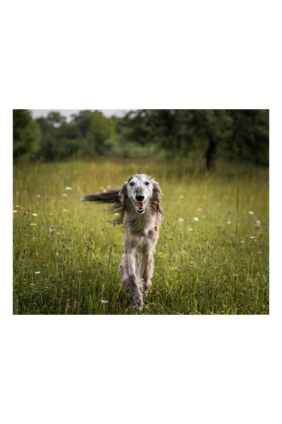OEM Pictură pe pânză, „Câine fericit alergând pe câmp verde”, 70 x 50 cm