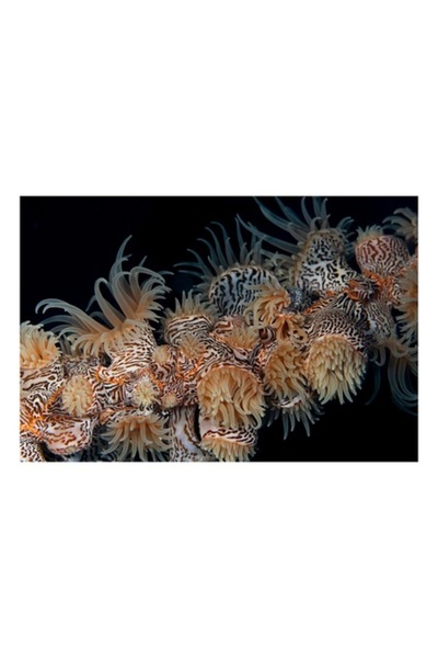 OEM Tablou Canvas, 'Coral exotic in adancuri marine', Tentacule, Model, Subac...