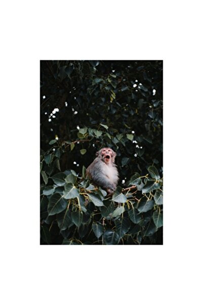 OEM Pictură pe pânză, „Maimuță jucăușă printre frunze verzi”, 50 x 70cm