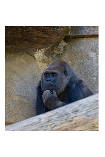 OEM Tablou Canvas, Gorila meditand la timpuri uitate, Ganditor, Gorila, Conte...