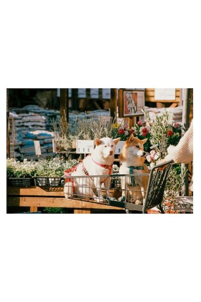 OEM Pictură pe pânză „Câini într-o căruță la piață”, 50 x 50 cm