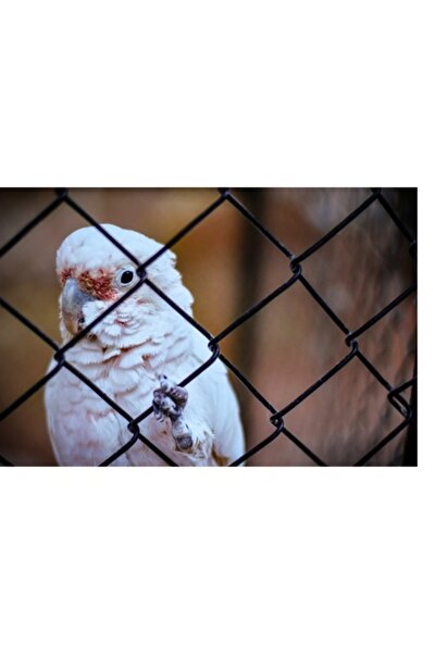 OEM Pictură pe pânză „Papagal zăbovind dincolo de garduri”