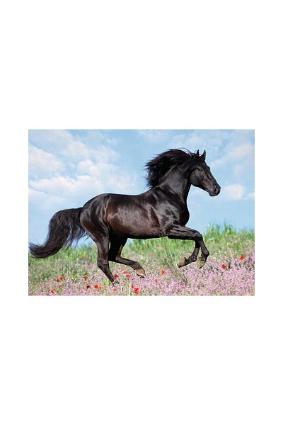RAVENSBURGER Puzzle - Black Horse, 200 piese XXL