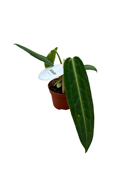 Betonish Anthurium Warocqueanum