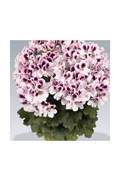 Mimoza Mor Beyaz Ceylan Gözü Sardunya Çiçeği Fidanı 10-20 cm