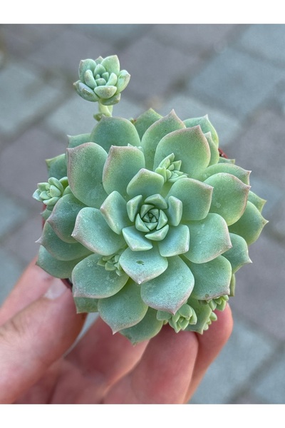 SukuLand Echeveria Profilica özel tür sukulent 5,5cm saksıda