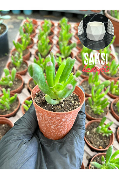 BAYRAKTAR PEYZAJ Crassula Ovata Gollum ( Shrek kulağı) Sukulent 5,5 cm saksı ...