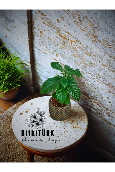 BitkiTÜRK Kahve tutkunlarına KAHVE BITKISI(Arabica coffe) salon çiçeği Özel beton saksıda