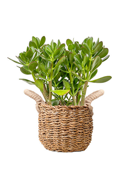 Fidanburada Para Çiçeği (Crassula Ovata) Basic Hasır Saksılı