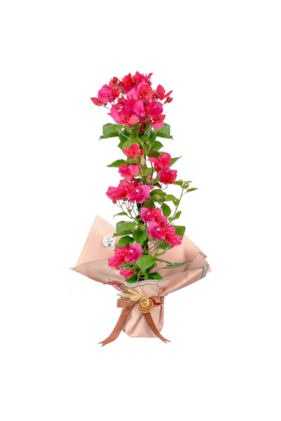 Fidanburada Pembe Begonvil (Bougainvillea) Hediye Paketli