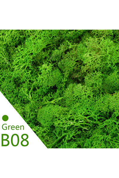 Choice 20 جرام B08 20/40 جرام نباتات خضراء صناعية من عشب الحياة الأبدية، صناع...