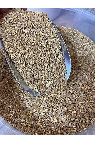 GÜLTEKİN BAL KÖLLELİK (BULGURLUK) BUĞDAY 2 KG