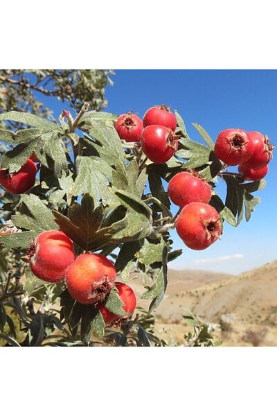 E-fidancim Soğuklara Dayanıklı Tüplü Aşılı İri Meyveli Kırmızı Alıç Fidanı(60-100 cm)