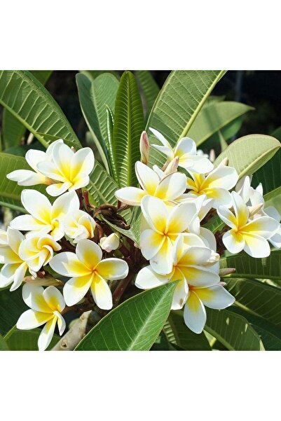 E-fidancim Çiçek Açma Yaşında Saksıda Yoğun Kokulu Amerikan Fulu Plumeria Çiçeği Fidanı (50-'100 cm)