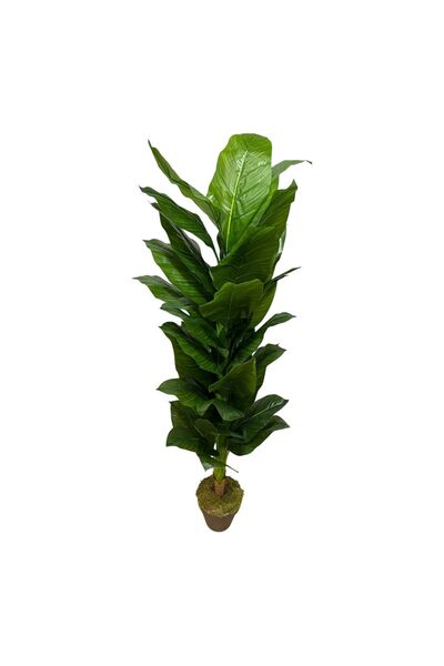 ŞA-DAL STORE Yapay Difenbahya Ağacı 180 Cm