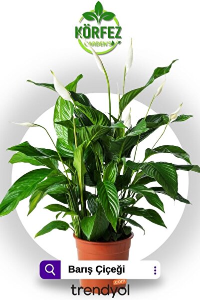 Aysima Çiçekevi Canlı Saksılı Spatıfılıum Barış Çiçeği Fidesi Mini Boy (çiçek...