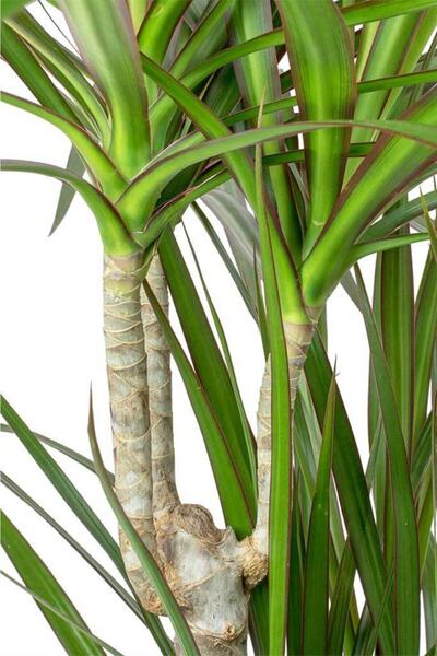 Cemre Garden Dracaena Marginata - 3 Gövdeli Madagaskar Ağacı - Ev Ofis Salon Iç Mekan Bitkisi - 140 Cm