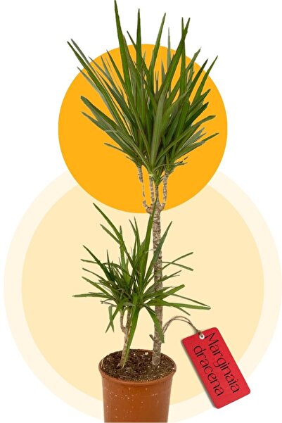 Cemre Garden Dracaena Marginata - 3 Gövdeli Madagaskar Ağacı - Ev Ofis Salon Iç Mekan Bitkisi - 140 Cm