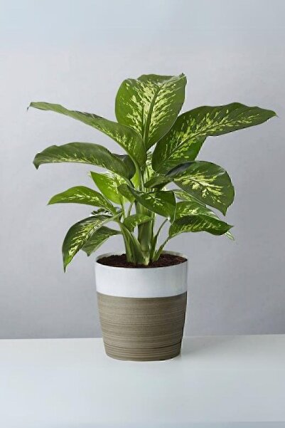 sabuncakiskadikoy Dieffenbachia Tropik Snow - Difenbahya Canlı Salon Bitkisi 40